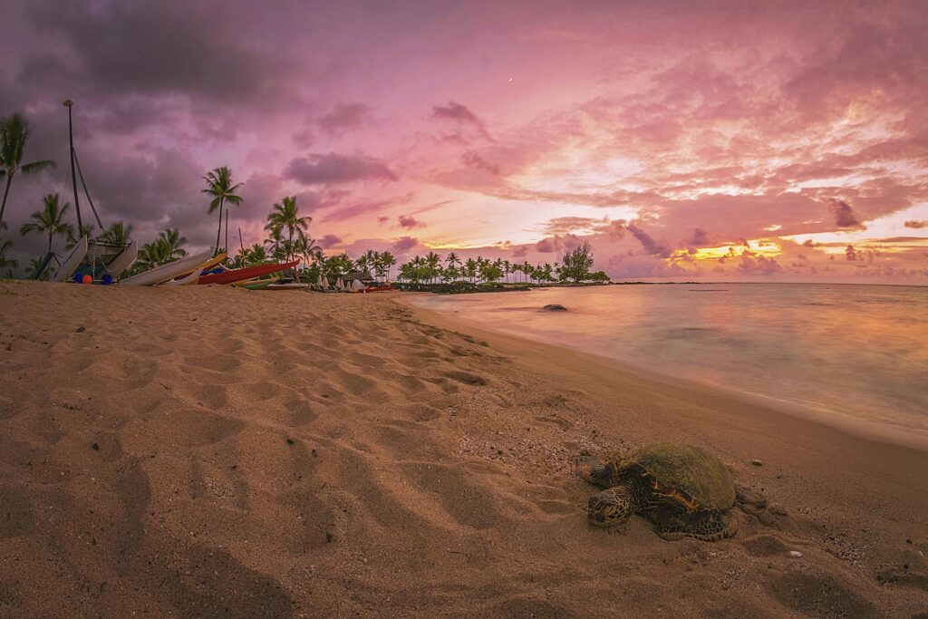 Beautiful sunset on a Hawaiian beach with a relaxing sea turtle. Perfect tranquil getaway.